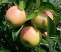 Keep Apples Fresh Longer - Proper Storage for Your Apple Harvest - Stark  Bro's