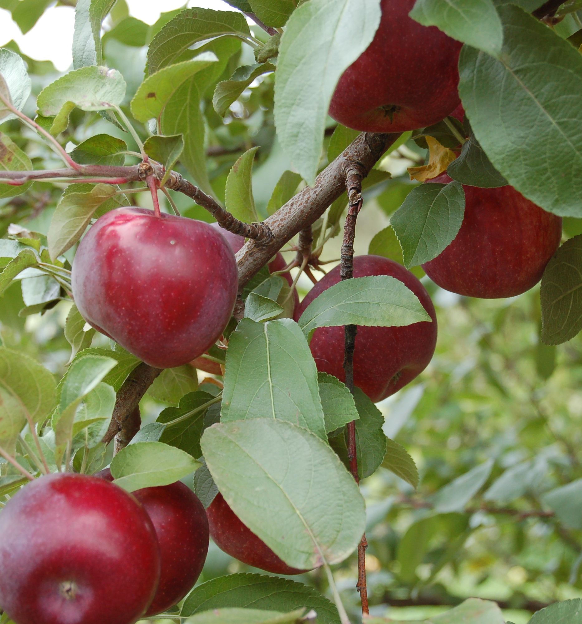 McIntosh apples 🍎 🌳 Unveil the secrets of this popular variety